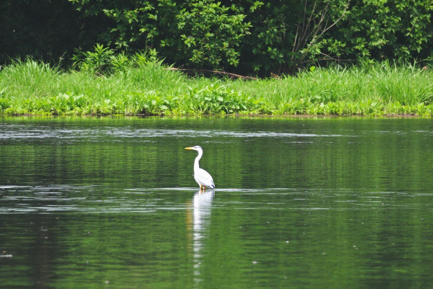 Balade en canoë kayak sur les rivières : location et randonnée pour une aventure nature